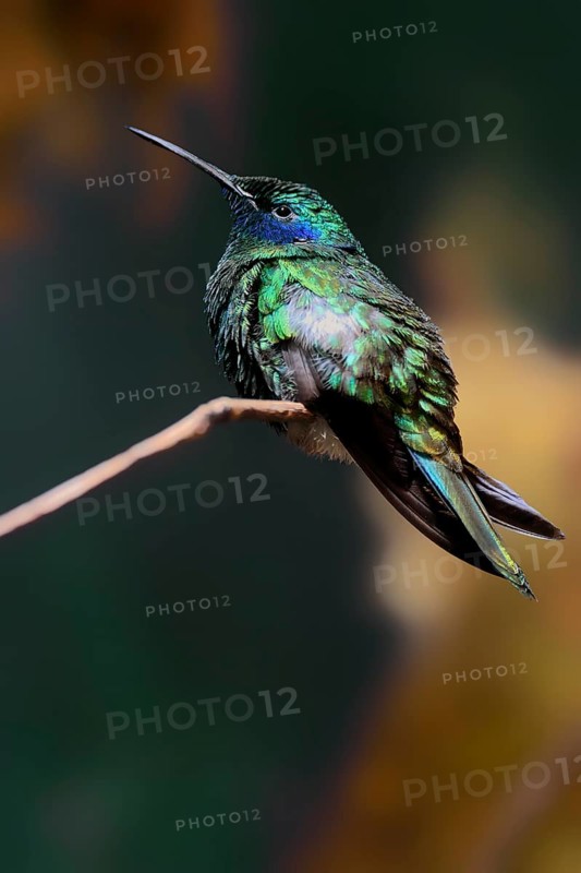 Violet-eared Hummingbird, (Colibri coruscans), adult, male, in perch, captive, South America