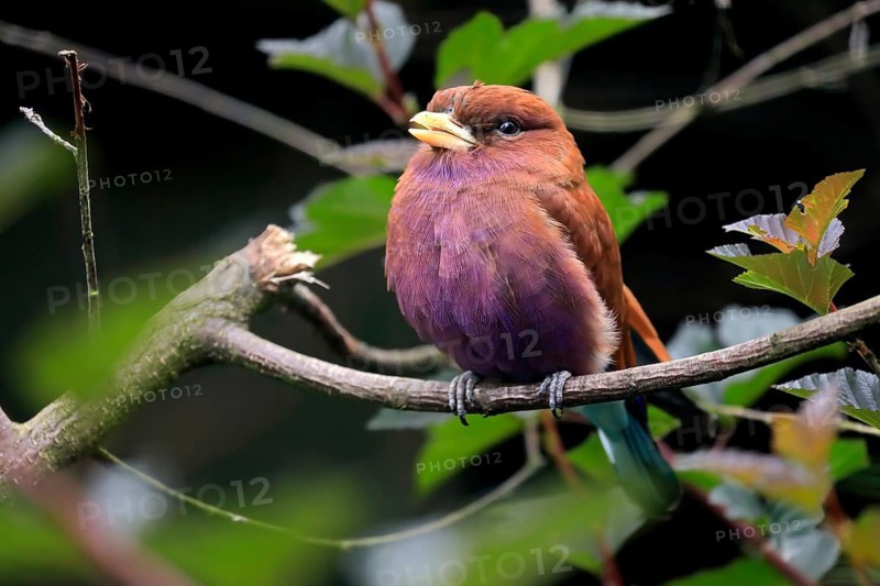 Broad-billed roller (Eurystomus glaucurus), adult, on tree, vigilant, captive