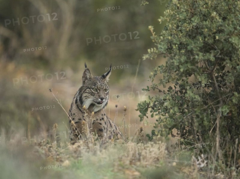 Pardell Lynx female, Iberian Lynx (Lynx pardinus), Extremadura, Castilla La Mancha, Spain, Europe