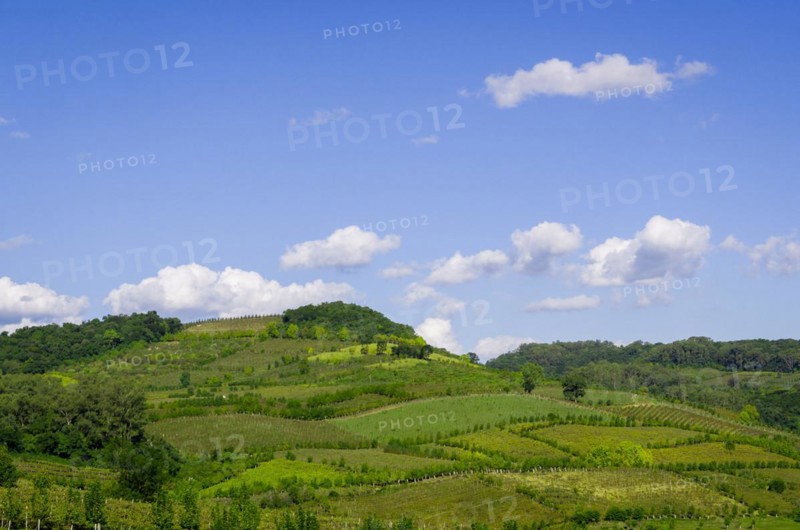 Vineyard of grapes in the Vale dos Vinhedos in Bento Goncalves, a gaucho wine
