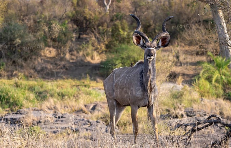 Greater kudu (Tragelaphus strepsiceros) in dry grass, adult male, Kruger National Park, South Africa, Africa