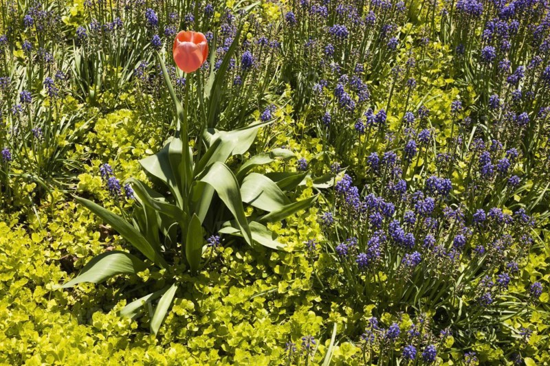 Solitary pink Tulipa, Tulip flower growing in a border with Lysimachia nummularia â€˜Aurea', Golden Creeping â€˜Jenny' plants and blue Muscari armeniacum flowers in spring, Montreal, Quebec, Canada, North America