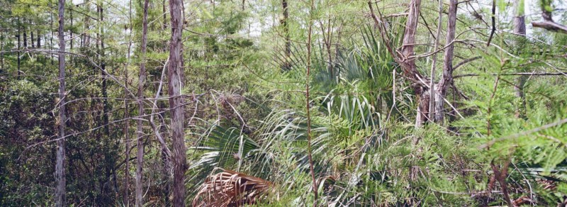 Kirby Storter Roadside Park, Tamiami Trail East, Ochopee, Everglades, Florida, USA, North America