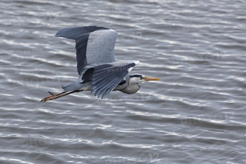 Grey heron in flight, grey heron (Ardea cinerea), water, Geltinger Birch, Goldhoeft, Nieby, Schlei, Schleswig-Holstein, Germany, Europe