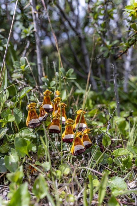 Sand Ladys Slipper (Calceolaria uniflora), Torres de Paine, Magallanes and Chilean Antarctica, Chile, South America