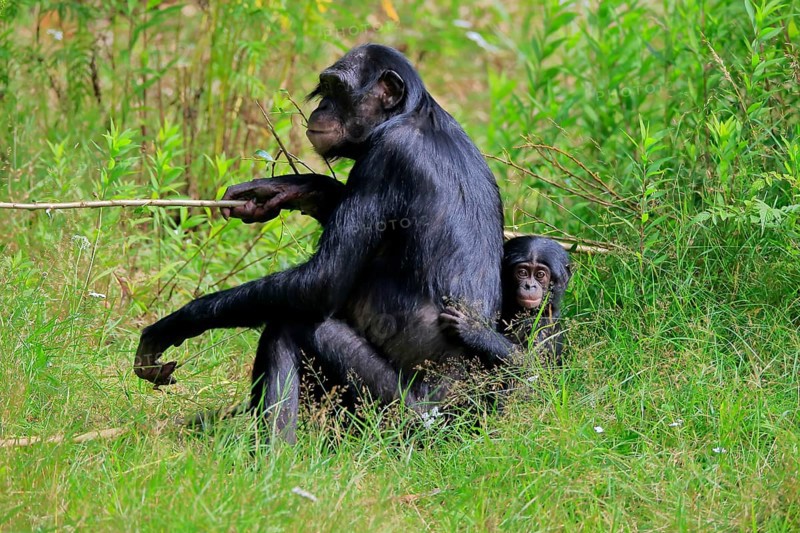 Bonobo, bonobo (Pan Paniscus), female, adult, young animal, feeding, Great ape, Primate, chimpanzee, captive
