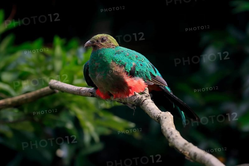 Golden-headed quetzal (Pharomachrus auriceps), adult, on tree, captive, South America