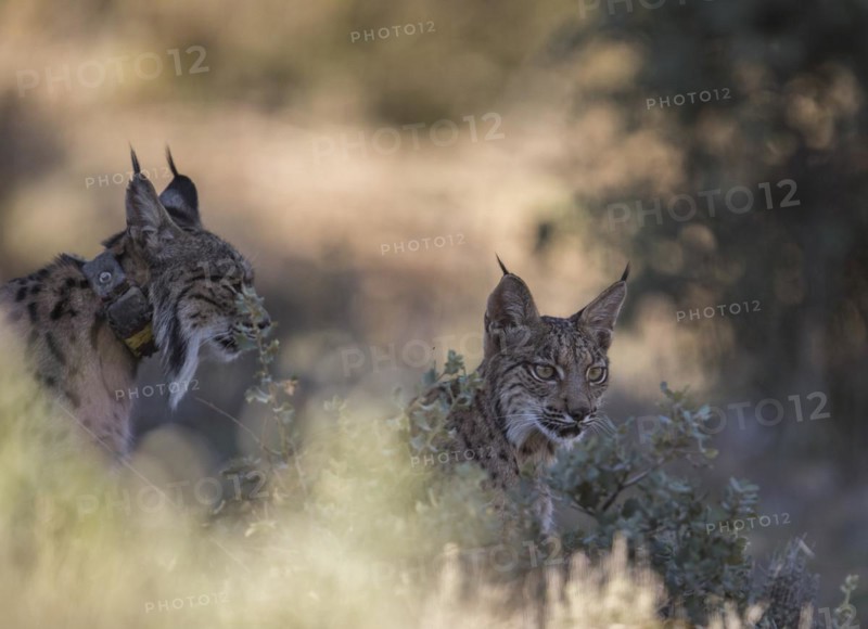 Iberian lynx female with young animal, Iberian lynx (Lynx pardinus), Extremadura, Castilla La Mancha, Spain, Europe