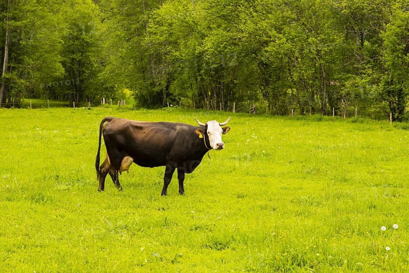 Single dairy cow, Vorderwaelder cattle, Vorderwaelder, Loretto meadows, near Oberstdorf, Allgaeu, Bavaria, Germany, Europe