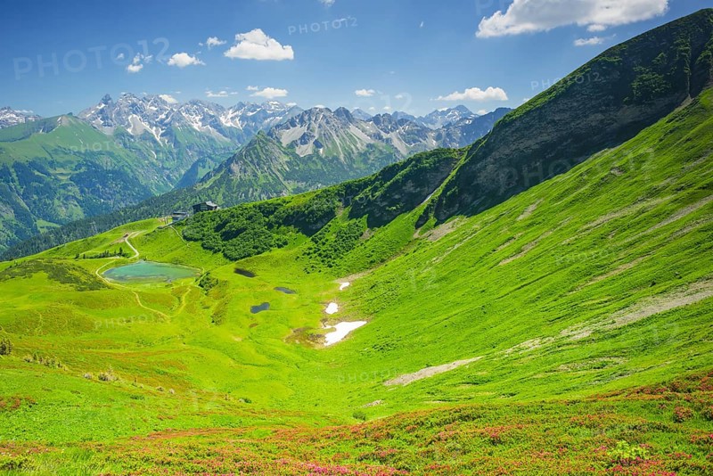 Alpine rose blossom, panorama from Fellhorn over Schlappoldsee and Fellhornbahn mountain station to the central main ridge of the Allgaeu Alps, Allgaeu, Bavaria, Germany, Europe