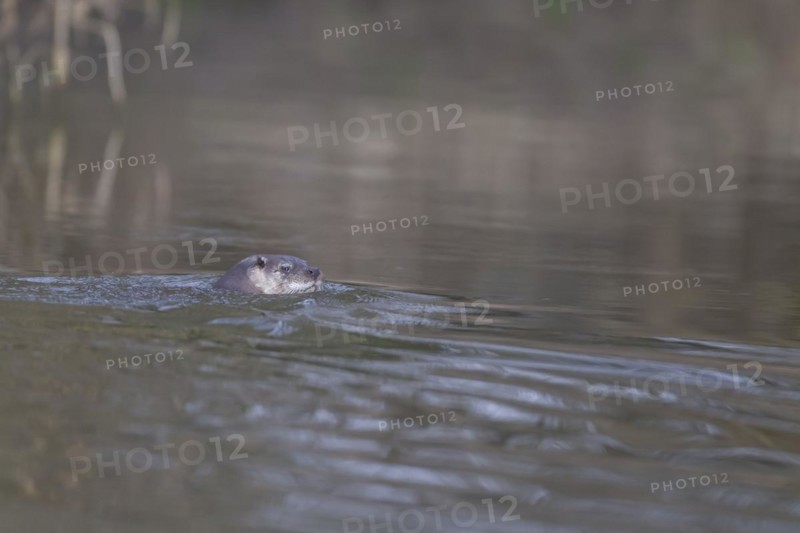 European otter (Lutra lutra) adult animal swimming in a river, Suffolk, England, United Kingdom, Europe