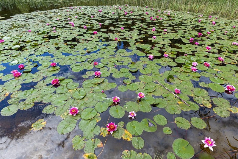 Water lilies (Nymphaea), Schwanseepark, near Fuessen, Ostallgaeu, Bavaria, Germany, Europe