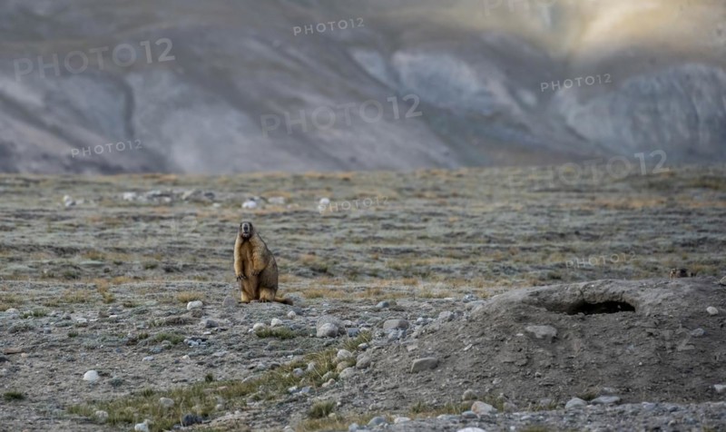 Himalayan marmot (Marmota himalayana), Tian Shan Mountains, Jety Oguz, Kyrgyzstan, Asia