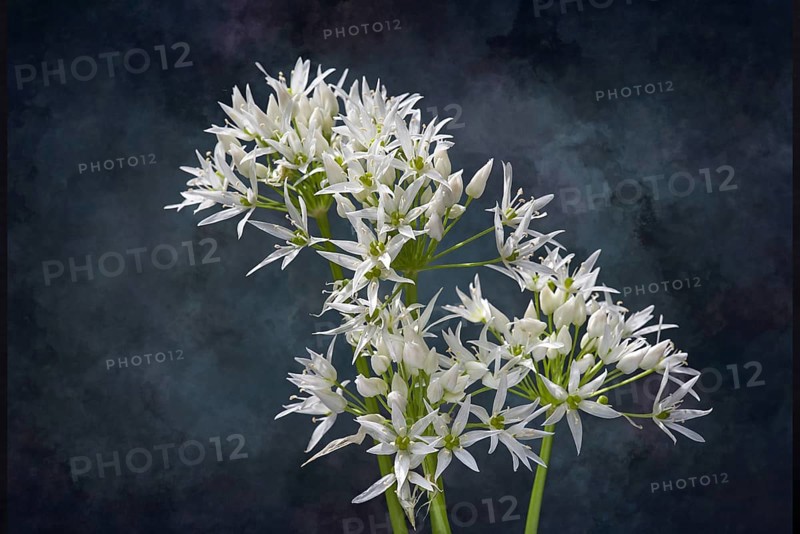 Wild garlic blossoms (Allium ursinum) on a dark background, Bavaria, Germany, Europe