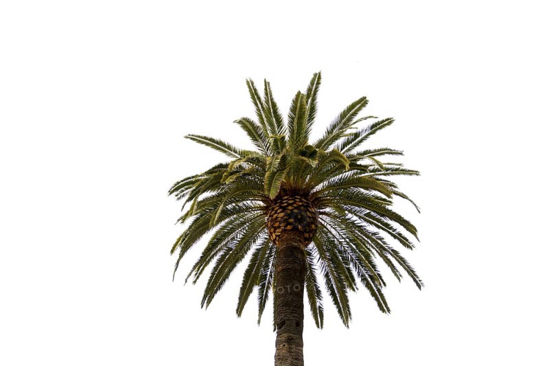 Date palm, Phoenix dactylifera, isolated on a white background