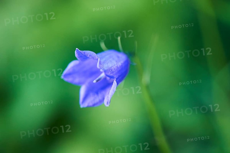 Earleaf bellflower (Campanula cochleariifolia) blooming in the mountains at Hochalpenstrasse, Pinzgau, Salzburg, Austria, Europe