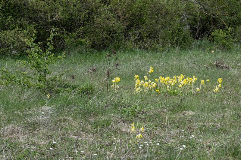 Common cowslip (Primula veris), Thuringia, Germany, Europe