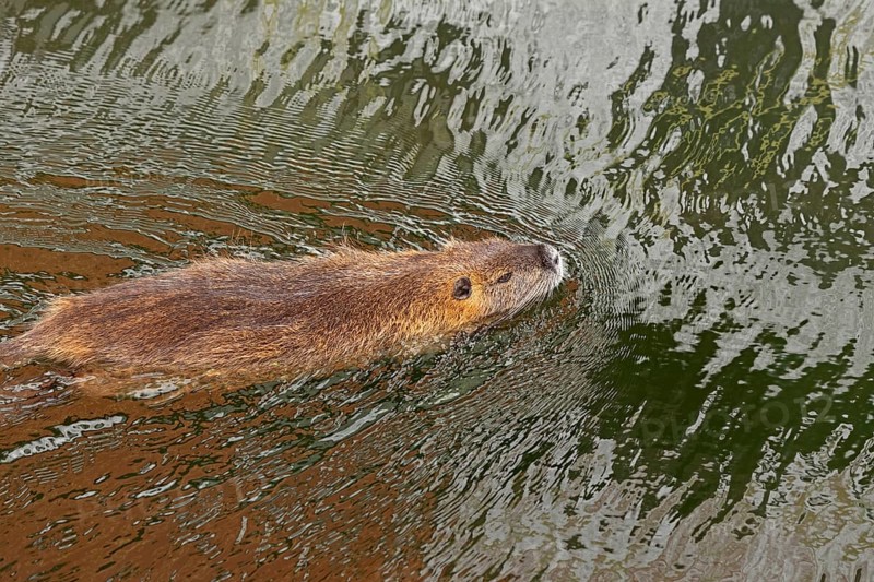 Adult Nutria (Myocastor coypus) swimming, Wilhelmsburg, Hamburg, Germany, Europe