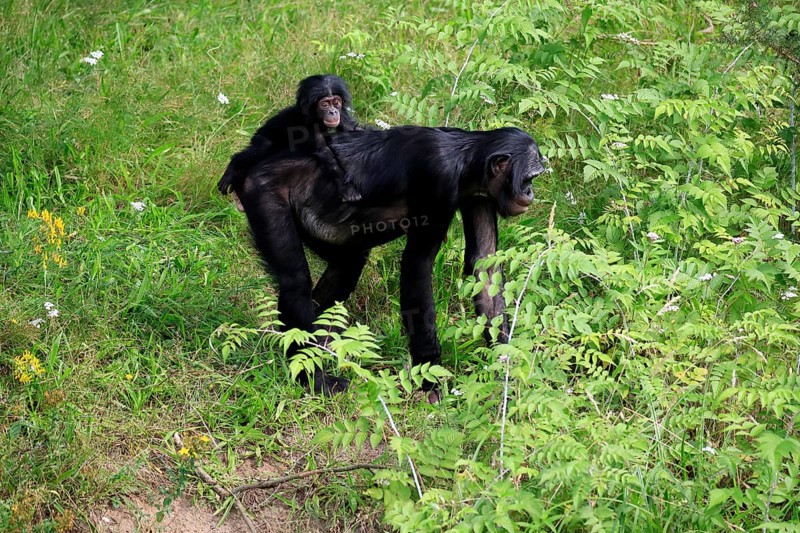 Bonobo, bonobo (Pan Paniscus), female, adult, young animal, foraging, Great ape, Primate, chimpanzee, captive