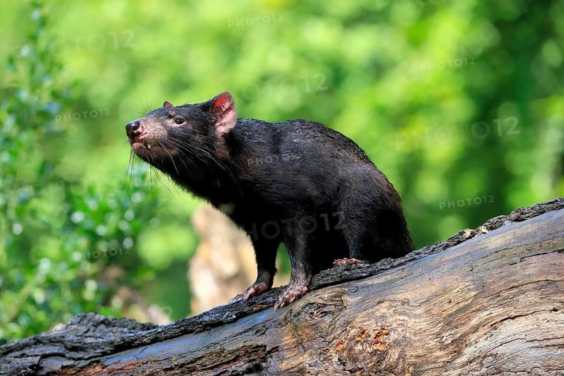Tasmanian devil (Sarcophilus harrisii), adult, vigilant, on tree trunk, captive, Tasmania, Australia, Oceania