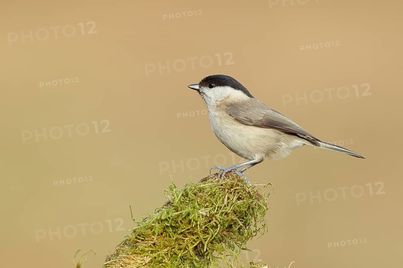 Marsh tit (Parus palustris) sitting on a tree stump, side view, Wilnsdorf, North Rhine-Westphalia, Germany, Europe