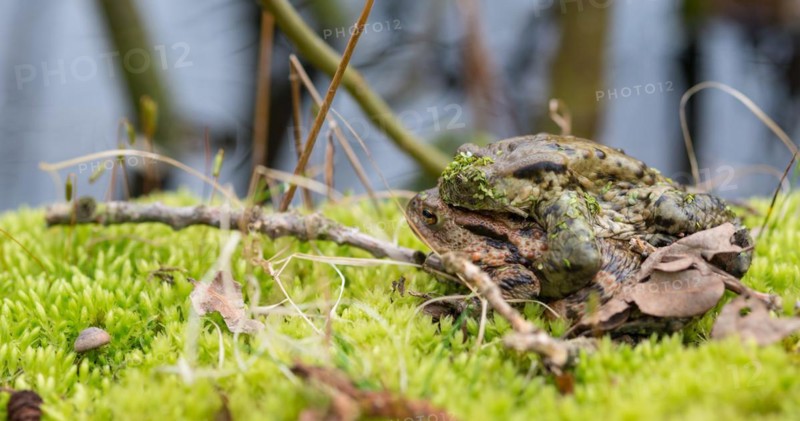 Two mating Common toads (Bufo Bufo), male, female animal, pair in amplexus on moss in front of spawning water, eye of the male obscured by a plant lattice, Common duckweed (Lemna minor), spring migration, amphibian migration, toad migration, species protection, animal welfare, mating, behaviour, concept for 'love makes blind', blindness, Bockelsberger Teiche, Lueneburg, Lower Saxony, Germany, Europe