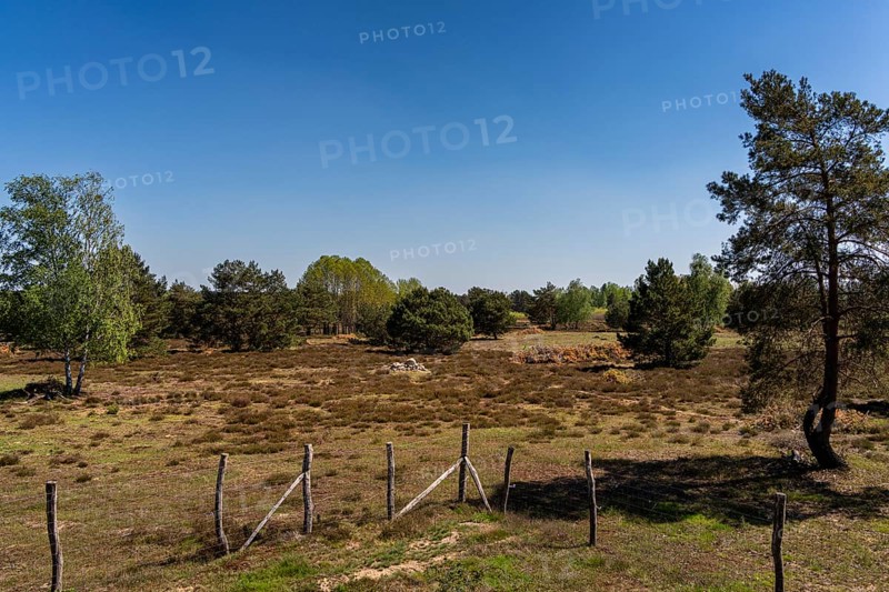 Schoenower Heide nature reserve, Schoenow, Brandenburg, Germany, Europe