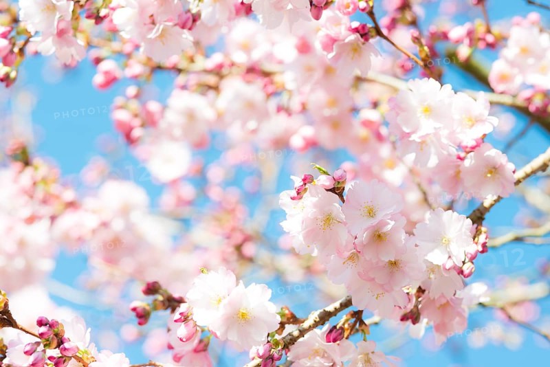 Japanese cherry (Prunus serrulata), also Oriental Cherry, East Asian Cherry or Grannen Cherry, twigs of a cherry tree with bright, delicate, pink and white flowers and flower buds in front of a clear, bright blue sky, sunny day, spring, cherry blossom, ornamental cherry, close-up, macro shot, blurred background with bokeh effect, Lower Saxony, Germany, Europe