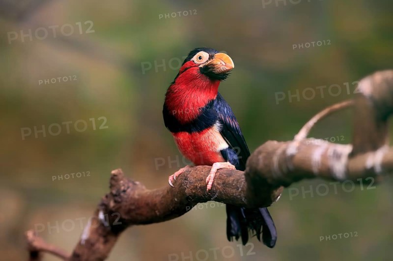 Bearded barbet, (Lybius dubius), adult, male, waiting, tree, captive