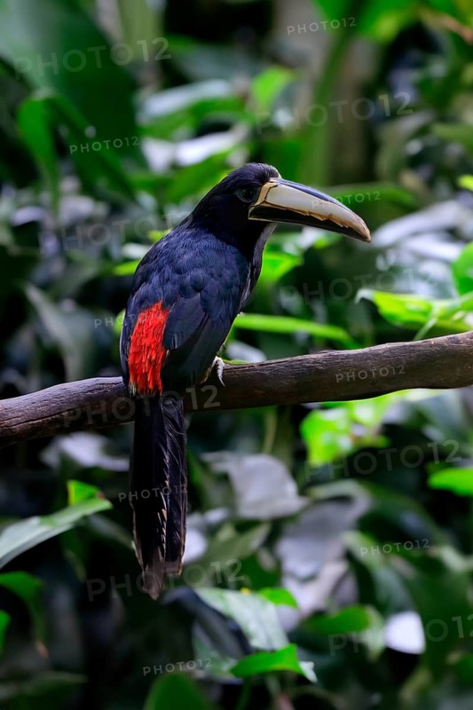 Black-necked aracari (Pteroglossus aracari), adult, on tree, captive, South America