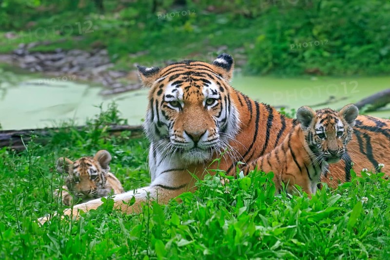 Siberian tiger (Panthera tigris altaica), adult, female, two young animals, mother with two cubs, captive