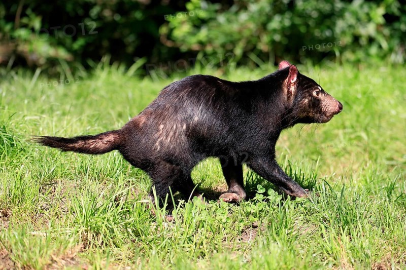 Tasmanian devil (Sarcophilus harrisii), adult, vigilant, running, captive, Tasmania, Australia, Oceania
