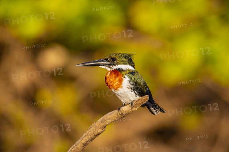 Green Kingfisher (Chloroceryle americana) Pantanal Brazil