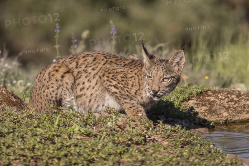 Pardell Lynx female, Iberian Lynx (Lynx pardinus), Extremadura, Castilla La Mancha, Spain, Europe