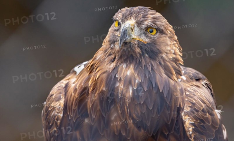 Imperial eagle (Aquila heliaca)