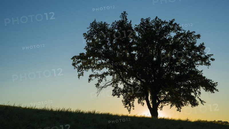 Old English oak (Quercus robur), Swabian Alb, Baden-Wuerttemberg, Germany, Europe