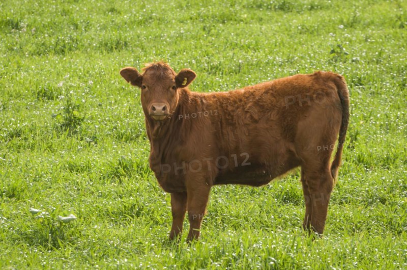 Beautiful red angus calves grazing nutritious pasture, Cambara do sul, Rio Grande do sul, Brazil, South America