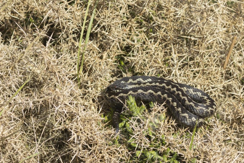 European adder (Vipera berus) adult snake basking on a gorse bush, England, United Kingdom, Europe