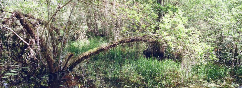 Kirby Storter Roadside Park, Tamiami Trail East, Ochopee, Everglades, Florida, USA, North America
