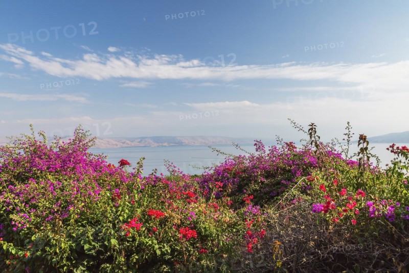 Purple and red bougainvillea flowers in garden overlooking the Sea of Galilee and the Golan Heights at The Church of the Beatitudes, Mount of Beatitudes, Sea of Galilee region, Israel, Asia