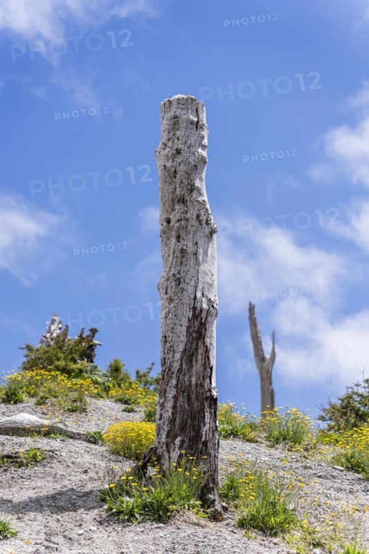Trees burned by eruption, Chaiten Volcano, Carretara Austral, Chile, South America