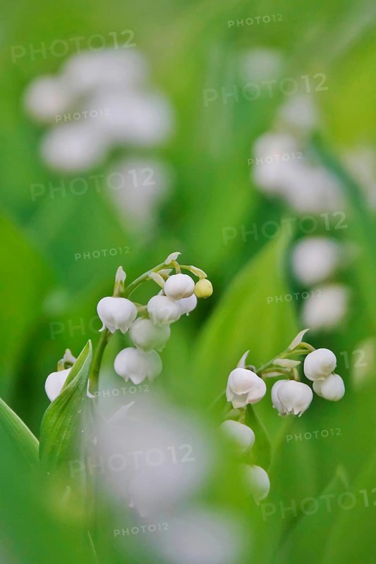 Lily of the valley, Germany, Europe
