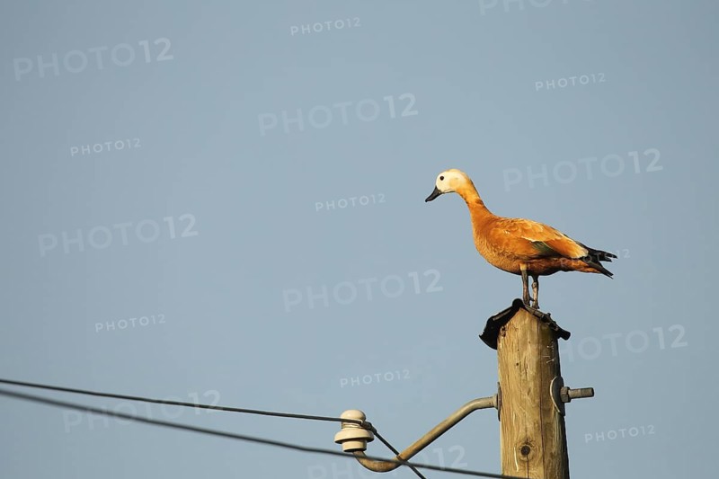 Ruddy shelduck (Tadorna ferruginea) female animal resting on a power pole, Allgaeu, Bavaria, Germany, Europe