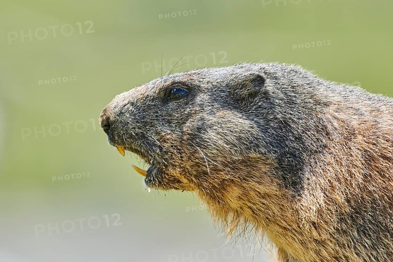 Portrait of an Alpine marmot (Marmota marmota) s, Grossglockner, High Tauern National Park, Austria, Europe
