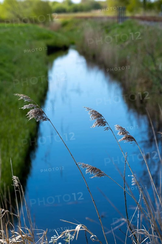Grasses at a ditch on the North Sea coast, Hagermarsch, East Frisia, Lower Saxony, Germany, Europe