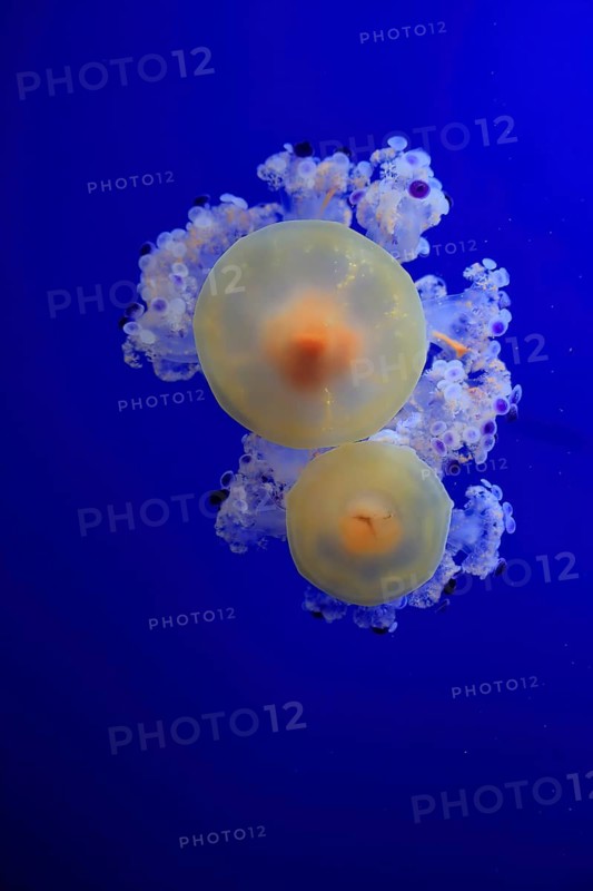 Fried egg jellyfish (Cotylorhiza tuberculata), in water, captive, Mediterranean Sea