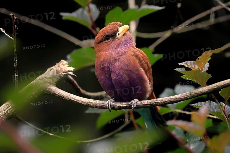 Broad-billed roller (Eurystomus glaucurus), adult, on tree, vigilant, captive