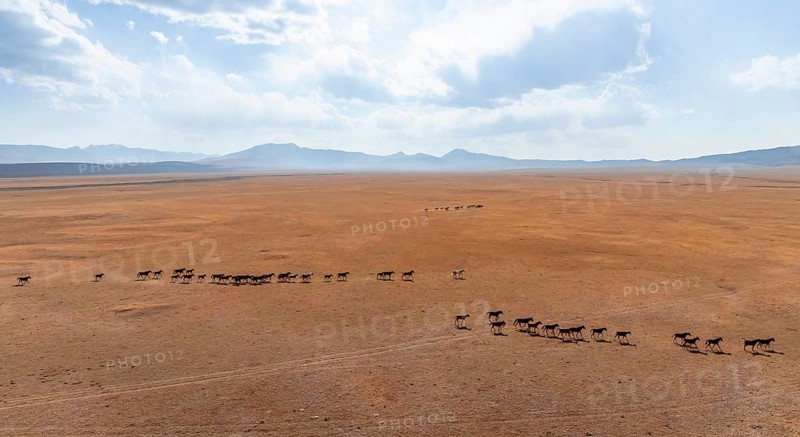 Herd of horses, Aerial view, Vast empty landscape at the mountain lake Song Kul in autumn, Moldo Too Mountains, Naryn region, Kyrgyzstan, Asia