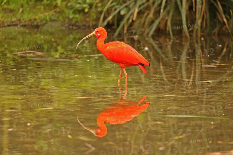 Scarlet ibis (Eudocimus ruber)