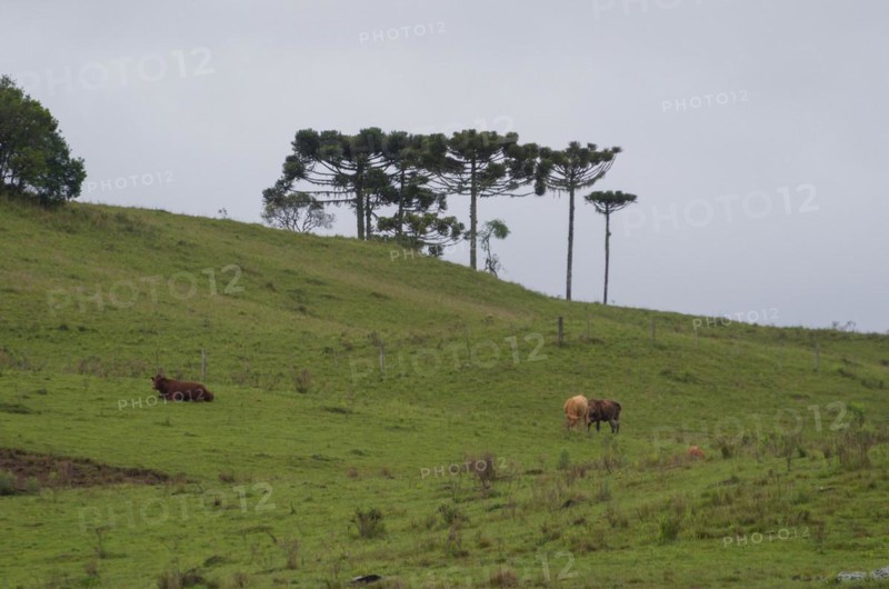 Landscape of the gaucho mountain range, Cambara do sul, Rio Grande do sul, Brazil, South America